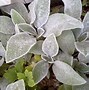 Image result for Fuzzy Leaf Plant with Purple Flowers