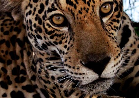 Jaguar | Rustom Seegopaul | Flickr