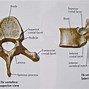 Image result for vertebrae
