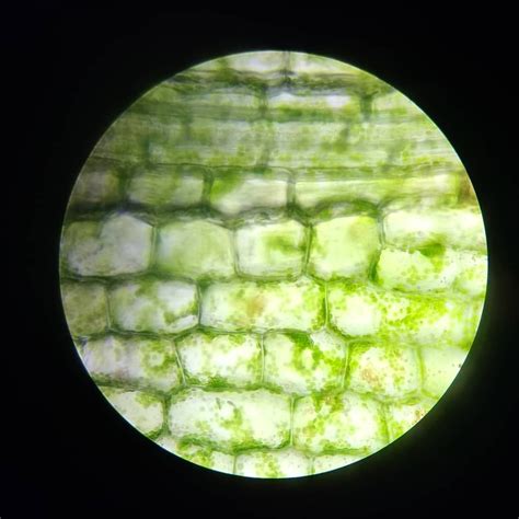 Elodea Cell Under Microscope 40X at Ladonna Teal blog