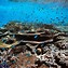 Barrier Reef 的图像结果