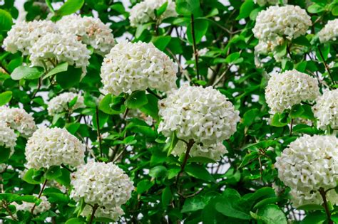 An In-Depth Look at the Varieties of Arrowwood Viburnum Shrub