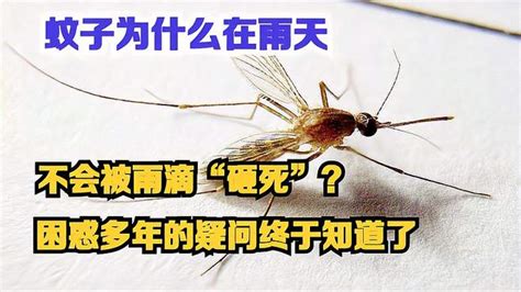 蚊子为什么在雨天不会被雨滴“砸死”？困惑多年的疑问终于知道了-生活视频-搜狐视频