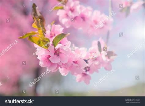 Pink Cherry Blossom Background Pastel Color Stock Photo 271140881 ...
