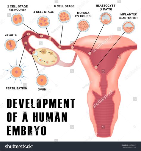 Early Human Embryo Development Ovulation Implantation Stock Vector (Royalty Free) 444640249 ...