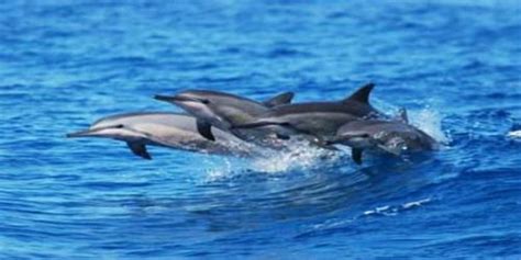 7 Destinations In Philippines For Dolphin and Whale Watching 2026