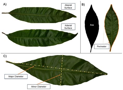 Harvest Season and Morphological Variation of Canistel (Pouteria ...