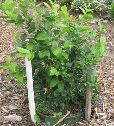 Growing Blueberries in Containers – Wisconsin Horticulture - can you grow blueberries from a blueberry