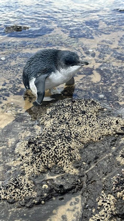Penguins | Wildlife Victoria