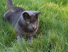 Image result for Cat Animated Realistic