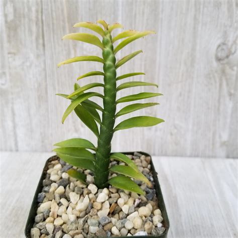 All You Need To Know About The Devil's Backbone Plant - PSE