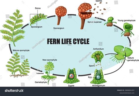 Image result for Fern Reproduction Cycle