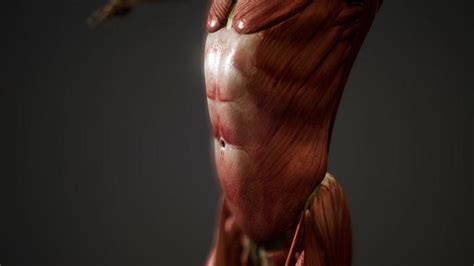 Image result for BioFlix Animation Muscle Structure