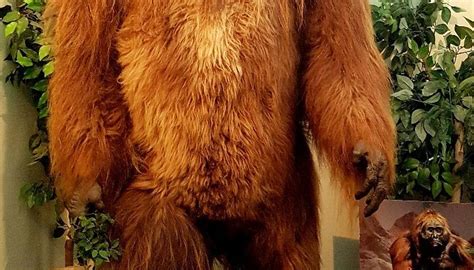 INTERNATIONAL CRYPTOZOOLOGY MUSEUM - All You Need to Know BEFORE You Go ...