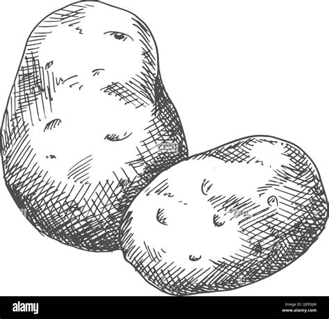 Image result for Potato Man Project Python Coding