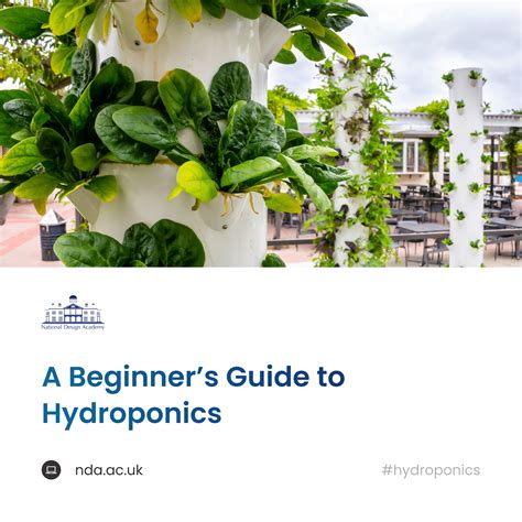 Basic Hydroponics for Beginners 的图像结果