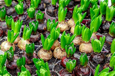 Hyacinth: Plant Care & Growing Guide