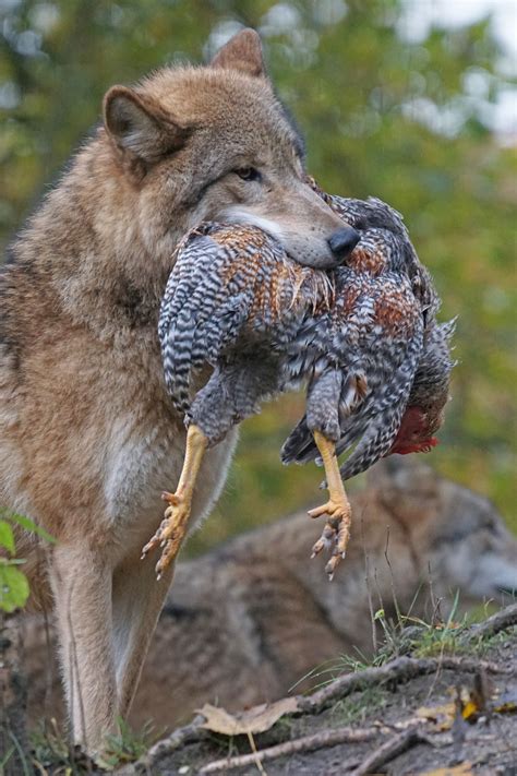 Red Wolf Food