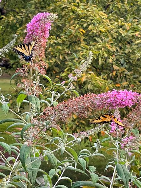 Front Yard Butterfly Bush