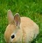 Image result for Funny Baby Bunnies