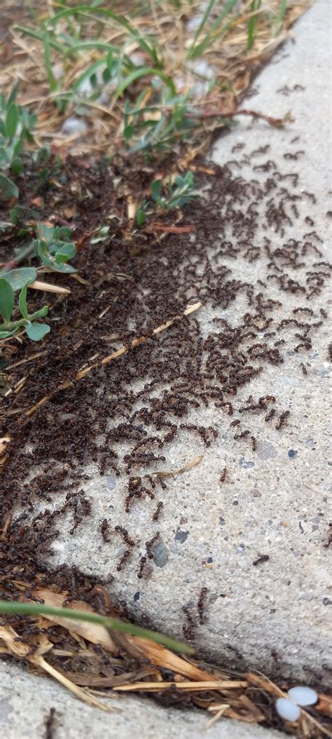 Contact Us — Primo Pest Solutions