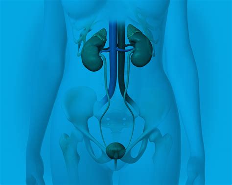 Advancing Understanding of Urinary Tract Disorders - Cerillo