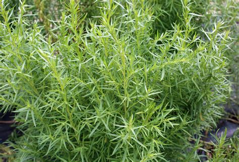 When To Grow Tarragon From Seed at Terry Summers blog