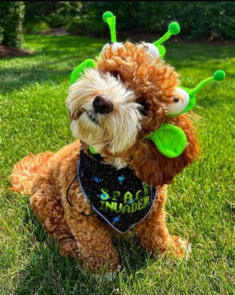 Image result for Alien Dog Costume