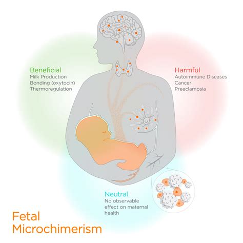 Jason Drees | Fetal Microchimerism Infographic