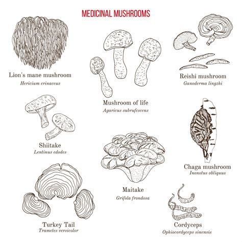 What is Mycology? - Chillum Mushroom & Hemp