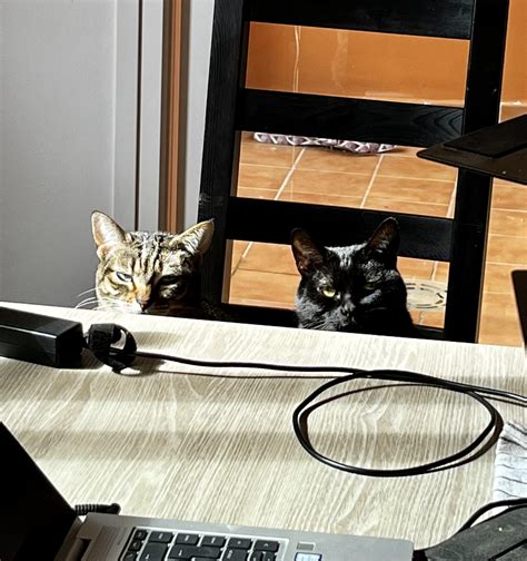 The Science Of How Cats Judge Distance With Precision