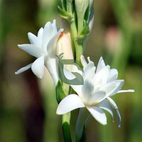 Buy Tuberose Rajnigandha White Flower Bulbs Online – Golden Hills Farm