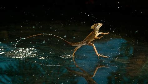 Image result for Lizard HTML Report Example