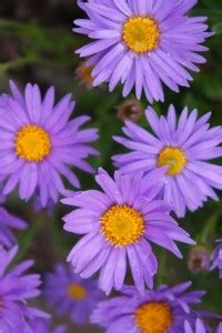 Splorias Swan River Daisy Flower Seed Price in India - Buy Splorias ...