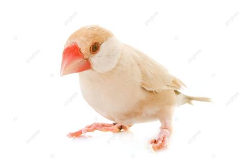 Fawn Java 的图像结果