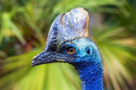 Do Birds Have Ears? Everything You Need to Know!