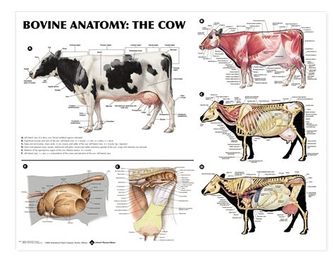 Image result for anatomy of cows for the artist | Large animal vet, Pet ...