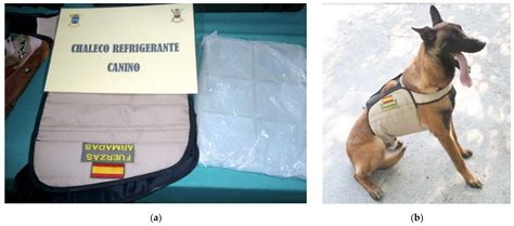 Clinical Evaluation of Exercise-Induced Physiological Changes in ...