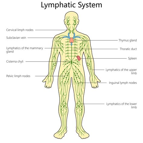 Lymphatic Structure Model Immune And Lymphatic Systems | Blood Cancer