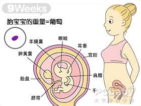 怀孕9周胎儿多大 怀孕9周胎儿稳定了吗_婚庆知识_婚庆百科_齐家网