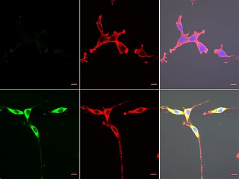 Institute of Nano Science and Technology