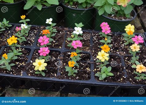 Small Flowers Growing in Plant Tray Stock Image - Image of leaves ...
