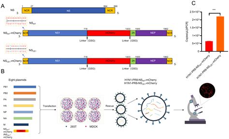 Generation and Characterization of a CE1-Modified mCherry-Expressing ...