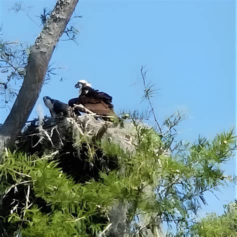 Waccamaw River Nature and Wildlife Tour, 8496 Enterprise Rd, Socastee ...