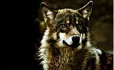 Wolf Desktop Wallpaper Hd by Black Wolf Hd Wallpapers Black Wolf Desktop Hd Wolf Desktop Wallpaper Hd