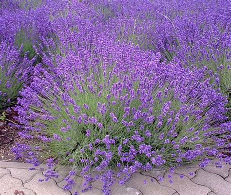 English Lavender Lavandula Angustifolia Seeds