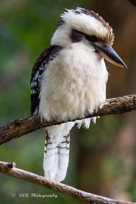 Australian Birds Kookaburra