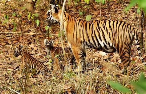Top 5 places in Palamu - Hello Travel Buzz