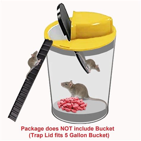 Rat Trap Out Of Bucket at Suzanne Prince blog