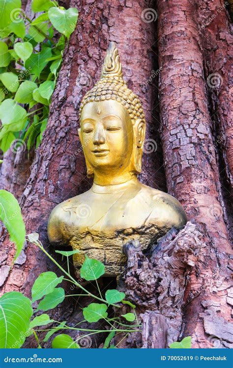 Buddha Tree 的图像结果